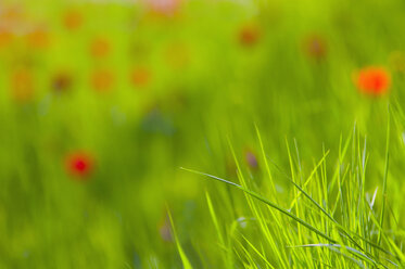 Germany, Bodensee, Close up of meadow with corn poppy in background - SMF00579