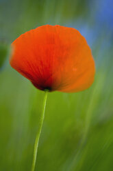 Deutschland, Bodensee, Nahaufnahme einer Mohnblume - SMF00576