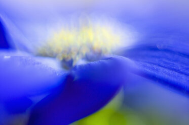 Close up of african daisy - SMF00573