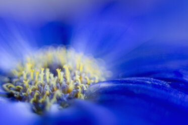 Close up of african daisy - SMF00572