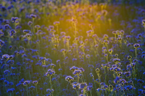 Germany, Bodensee, View of thistle field - SMF00571