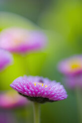 Close up of daisy flower - SMF00567