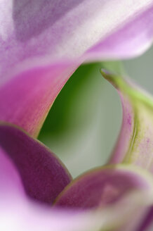 Close up of calla lily flower - SMF00565