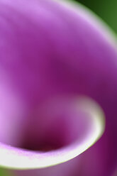 Close up of calla lily flower - SMF00564