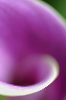 Nahaufnahme einer Calla-Lilienblüte - SMF00564