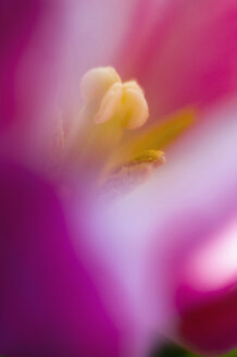 Nahaufnahme einer Tulpenblüte - SMF00563