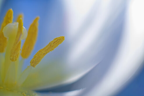 Nahaufnahme einer Tulpenblüte - SMF00561