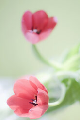 Nahaufnahme einer Tulpenblüte - SMF00560