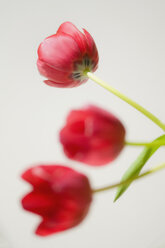 Nahaufnahme einer Tulpenblüte - SMF00559