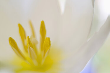 Close up of tulip flower - SMF00558