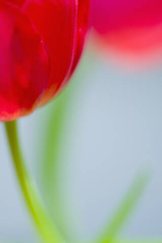 Nahaufnahme einer Tulpenblüte, lizenzfreies Stockfoto