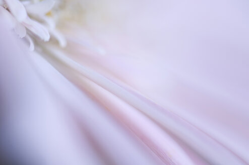 Close up of gerbera flower - SMF00556
