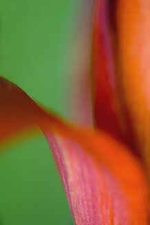 Close up of lily flower - SMF00554