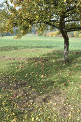 Deutschland, Nennslingen, Apfelbaum mit auf den Boden gefallenem Apfel - SRSF00101