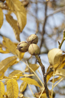 Germany, Nennslingen, Close up of walnuts on limb - SRSF00100