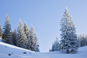 Deutschland, Bayern, Schneebedeckte Tannenbäume - FOF02127