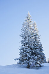 Germany, Bavaria, Snow covered fir tree - FOF02125