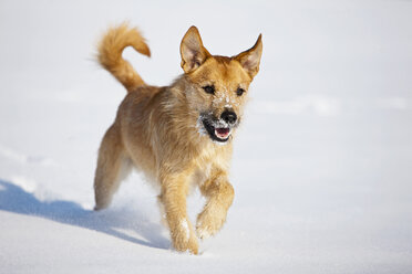 Deutschland, Bayern, Parson Jack Russel Hund läuft im Schnee - FOF02120
