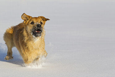 Deutschland, Bayern, Parson Jack Russel Hund läuft im Schnee - FOF02119