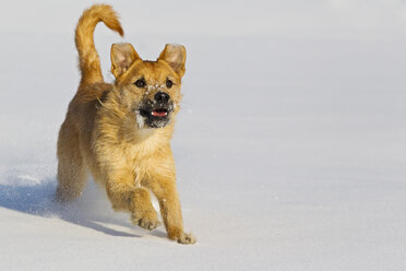Deutschland, Bayern, Parson Jack Russel Hund läuft im Schnee - FOF02118