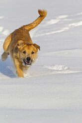 Deutschland, Bayern, Parson Jack Russel Hund läuft im Schnee - FOF02117