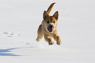 Deutschland, Bayern, Parson Jack Russel Hund läuft im Schnee - FOF02116