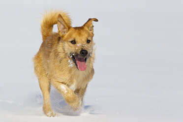 Deutschland, Bayern, Parson Jack Russel Hund läuft im Schnee - FOF02115