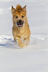 Deutschland, Bayern, Parson Jack Russel Hund läuft im Schnee - FOF02114