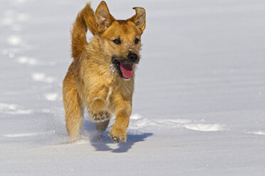 Deutschland, Bayern, Parson Jack Russel Hund läuft im Schnee - FOF02112