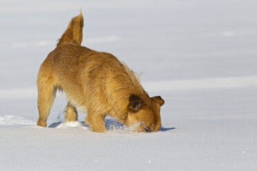 Deutschland, Bayern, Parson Jack Russel Hund sucht im Schnee - FOF02111