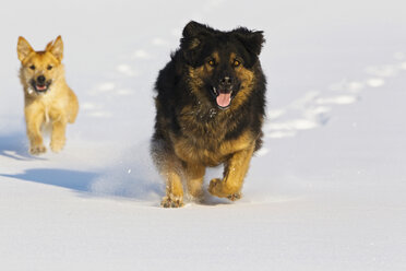 Deutschland, Bayern, Hunde laufen im Schnee - FOF02110