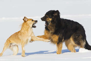 Deutschland, Bayern, Kampfhunde im Schnee - FOF02109