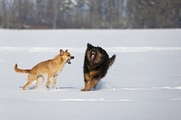 Deutschland, Bayern, Kampfhunde im Schnee - FOF02107