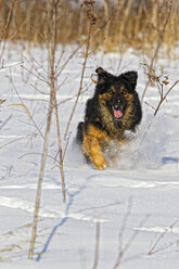 Deutschland, Bayern, Hovawart-Mischlingshund läuft im Schnee - FOF02105