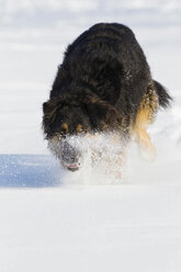 Deutschland, Bayern, Hovawart-Mischlingshund läuft im Schnee - FOF02104