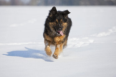 Deutschland, Bayern, Hovawart-Mischlingshund läuft im Schnee - FOF02102
