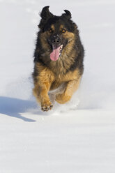 Deutschland, Bayern, Hovawart-Mischlingshund läuft im Schnee - FOF02101