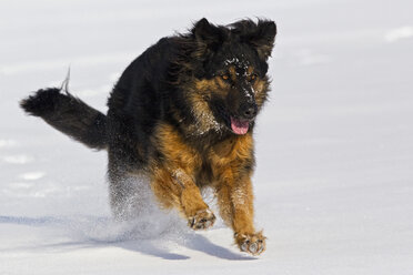 Deutschland, Bayern, Hovawart-Mischlingshund läuft im Schnee - FOF02100