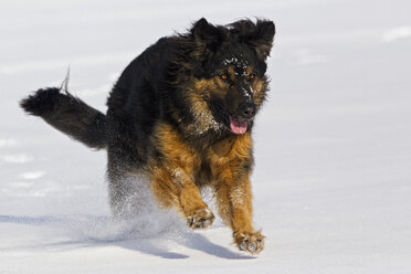 Germany, Bavaria, Hovawart mix dog running in snow stock photo