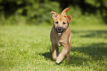 Deutschland, Bayern, Parson Jack Russel Hund läuft auf Gras - FOF02098