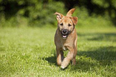 Germany, Bavaria, Parson jack russel dog running on grass - FOF02098