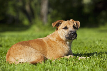 Deutschland, Bayern, Parson Jack Russel Hund sitzt im Gras - FOF02097