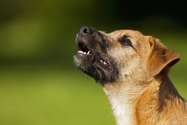 Deutschland, Bayern, Parson Jack Russel Hund schaut auf, Nahaufnahme - FOF02096