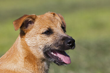 Deutschland, Bayern, Parson Jack Russel Hund streckt Zunge heraus - FOF02094