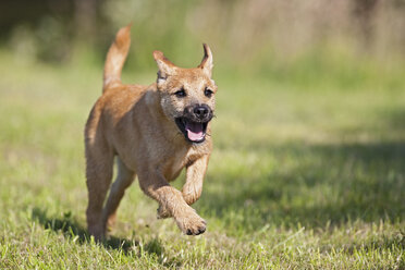 Deutschland, Bayern, Parson Jack Russel Hund läuft auf Gras - FOF02093