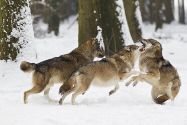 Bavaria, European wolfs fighting oin snow - FOF02083