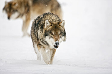 Bavaria, European wolf walking in snow - FOF02082
