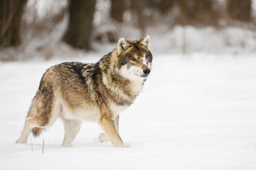 Bavaria, European wolf walking in snow - FOF02081