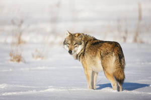 Bayern, Europäischer Wolf im Schnee stehend - FOF02080