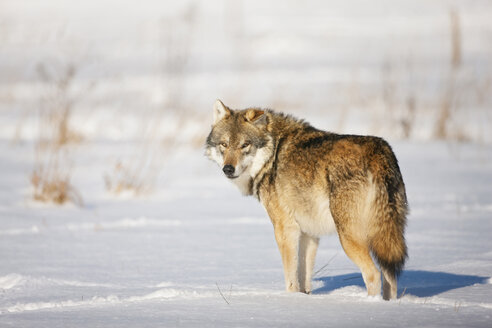 Bavaria, European wolf standing in snow - FOF02080